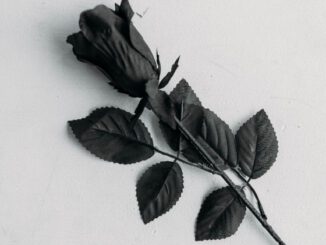 schwarze Rose